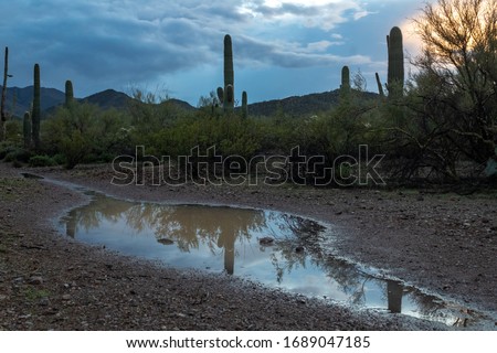 A puddle on a trail in Saguaro National Park reflects the cacti and cloudy sky after recent rain. Water in the Sonoran Desert, reflections mirror the landscape in the middle of a hiking path. Arizona.