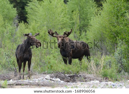 Two moose eating willows near the water. Royalty-Free Stock Photo #168906056