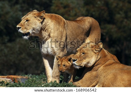 Lions Family babysitting and sun baking on the grass field
