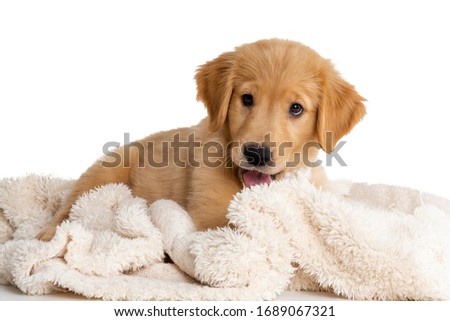 Happy golden retriever puppy wrapped in warm blanket Royalty-Free Stock Photo #1689067321