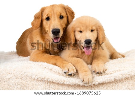 Golden retriever mommy dog with her puppy tongue out Royalty-Free Stock Photo #1689075625