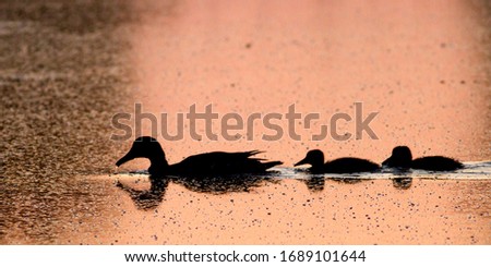 Silhouette of duck and ducklings on lake at sunset, ideal for family concept