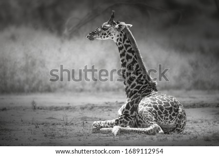 Giraffe (Giraffa camelopardalis) in Ndutu Conservation Area, Tanzania