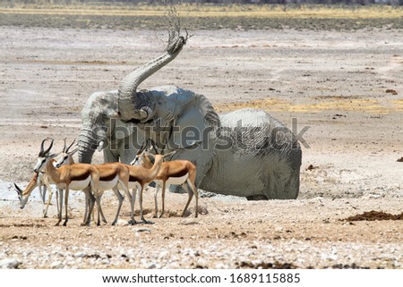African elephants (Loxodonta africana) at the waterhole - Namibia Africa 