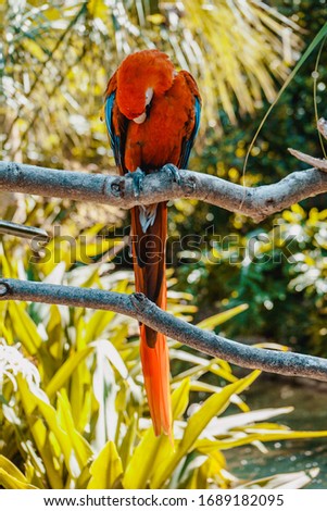 Tropical birds and colorful parrots in jungle nature in Florida