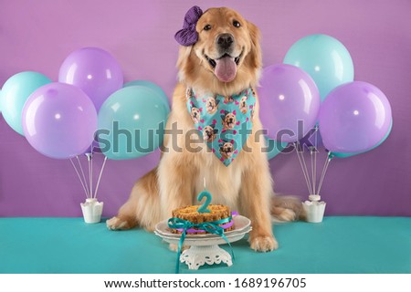 beautiful golden retriver dog with tongue out, bow and bandana a Royalty-Free Stock Photo #1689196705