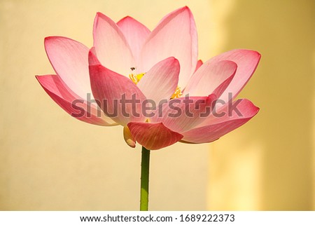 Nelumbo nucifera, also known as indian lotus, sacred lotus, bean of india, Egyptian bean or simply lotus, is one of two extant species of aquatic plant in the family nelumbonaceae. 