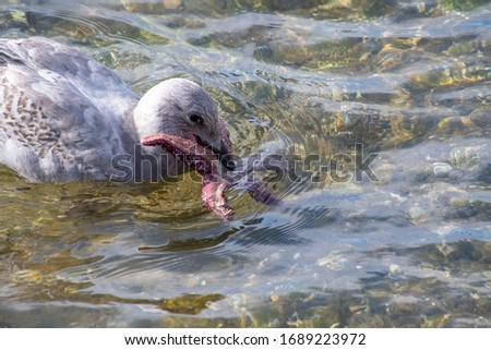 A picture of a seagull trying to eat the starfish.   Vancouver BC Canada 
