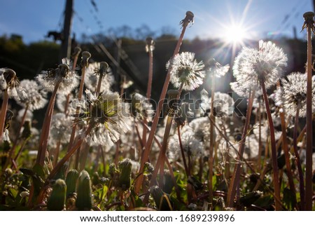 dandelion field in summer, sunlight, selective focus. 