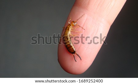 Earwig as a pet.
Earwigs will use their pincers to defend themselves.
Biologist, Exotic vet holding an insect. wildlife veterinarian.
invertebrates.
bugs, bug, insects, animals, animal, wild nature