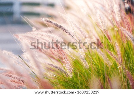 close up grass  flower at sunset