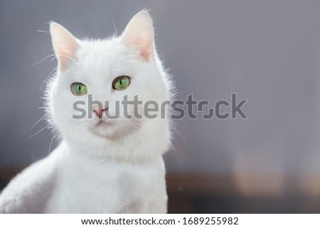 Picture of white fluffy pure-bred cat posing on camera. Look to left with sad sight. Alone isolated over blurred grey background