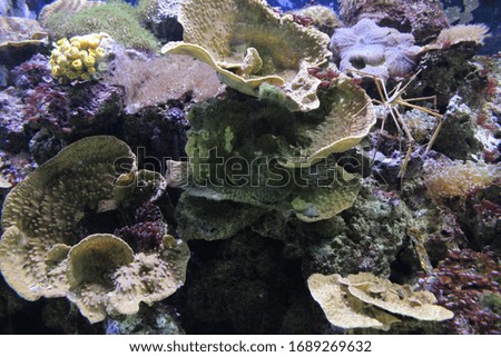 Beautiful corals of various species in an aquarium.