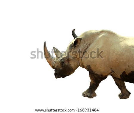 Rhinoceros isolated on white background
