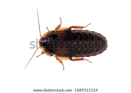 The Dubia roach or Argentinian wood roach isolated on white