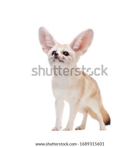 Pretty Fennec fox isolated on white background