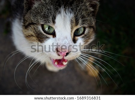 Portrait of a cut cat