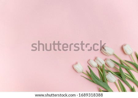 White tulips on a pastel pink background, top view. Blog background, floral, blank space. 