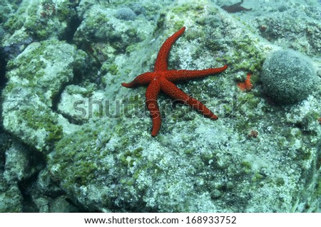 Red Starfish on the Sea Rock