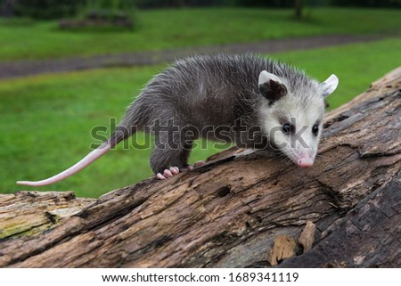 Virginia Opossum Joeys (Didelphis virginiana) Stands Atop Log Summer - captive animal