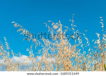 Stalks of ripe oats in motion in the wind on a blue sky background. Avena sativa. Limited depth of field. Royalty-Free Stock Photo #1689351649