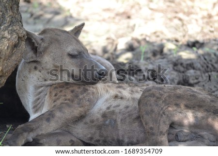 An image of a sleeping Hyena