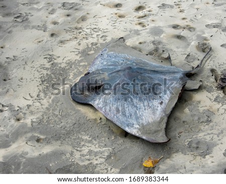 A dead and slightly dried out stringray which has  washed up on a sandy beach Royalty-Free Stock Photo #1689383344