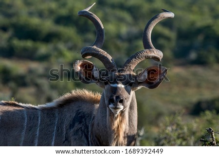 kudu photographed in South Africa. Picture made in 2019.