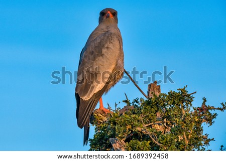 Pale chanting goshawk photographed in South Africa. Picture made in 2019.