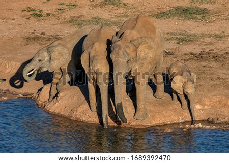 African bush elephant photographed in South Africa. Picture made in 2019.