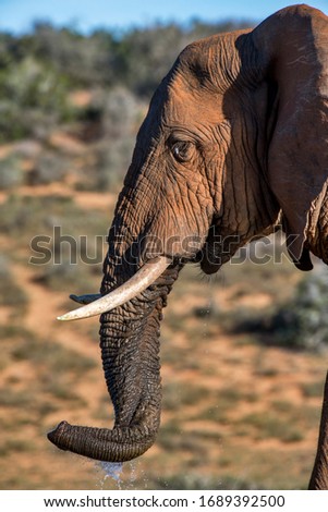 African bush elephant photographed in South Africa. Picture made in 2019.