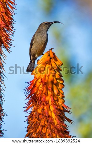 Bird in bloom photographed in South Africa. Picture made in 2019.