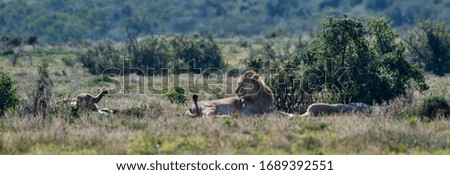 Lion photographed in South Africa. Picture made in 2019.