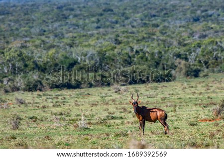 Red hartebeest photographed in South Africa. Picture made in 2019.