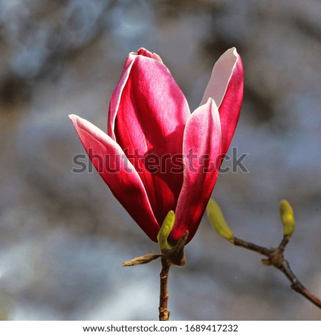 magnolia flowers blooming in early spring
