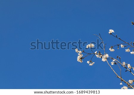 a beautiful view of the blue sky and white cherry blossoms