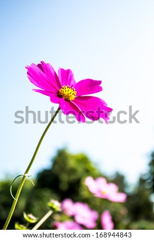 cosmos flower in chiangmai province Thailand