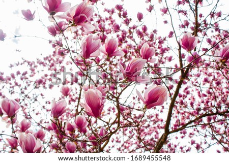 magnolia free bursting with color as it blooms
