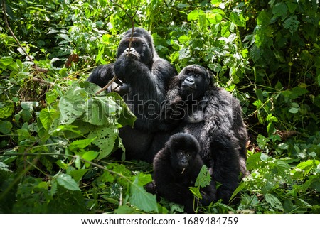 A family of endangered mountain gorillas in the lush rainforest greenery Royalty-Free Stock Photo #1689484759