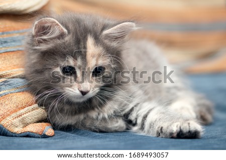 Adorable little gray female kitten lies on a sofa and looks down