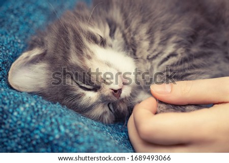 Female hand holds the paws of a small sleeping kitten. Love and tenderness for pets