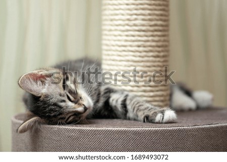 Cute gray tabby kitten sleeping near the scratching post