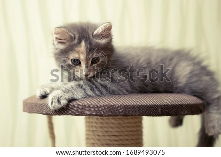 Gray fluffy kitten lies on top of a game complex with scratching post