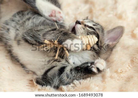 Gray tabby kitten plays on a fur blanket with a toy