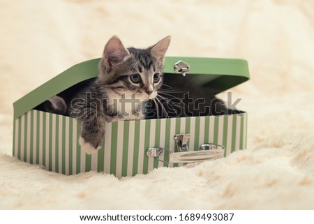 Cute tabby kitten peeking out of a gift box in the form of a small suitcase