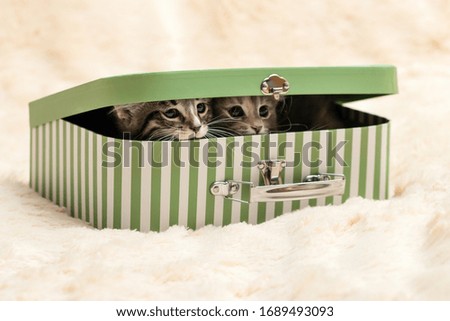 Two cute kittens peek out of a gift box in the form of a small suitcase