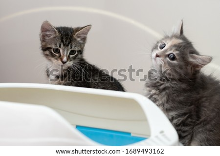 Two cute kittens are sitting near their litter box. Training kittens to the toilet