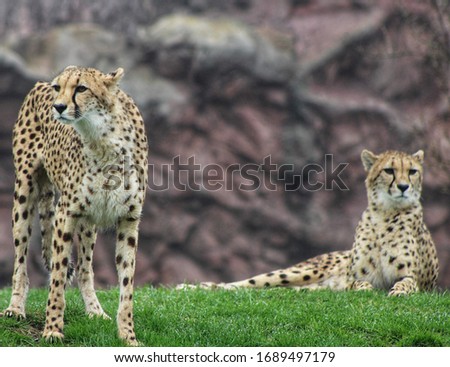 Two female cheetahs in its African Savannah.
