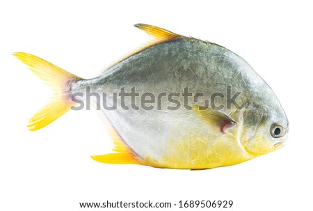 One fresh sea fish Jinchang fish on white background