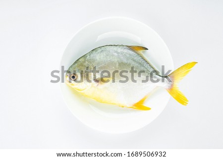 One fresh sea fish Jinchang fish on white background